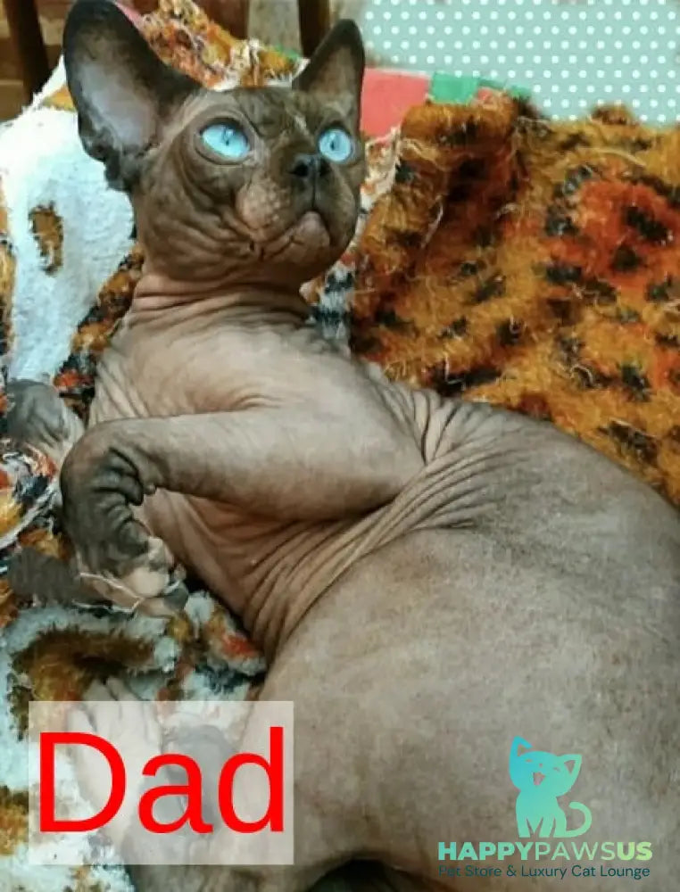 Richi Bambino male black pointed - live animals