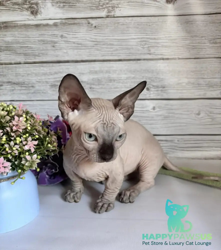 Richi Bambino male black pointed - live animals