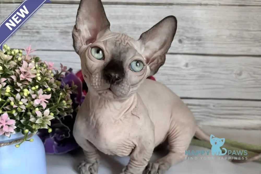 Richi Bambino male black pointed - live animals