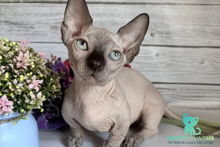 Richi Bambino male black pointed - live animals