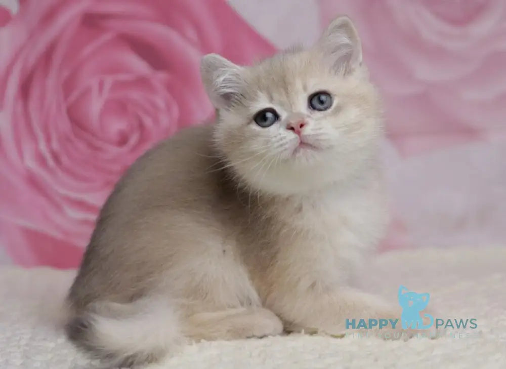 Richi British Shorthair male blue golden chinchilla live animals