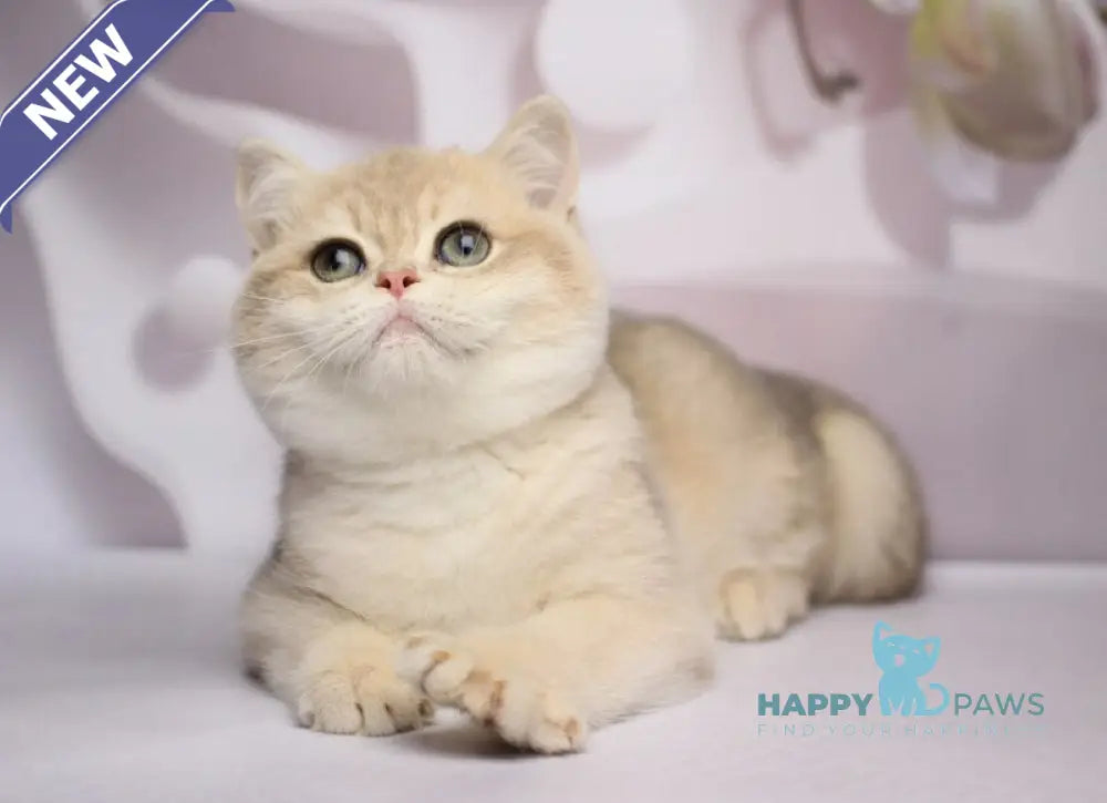 Richi British Shorthair male blue golden chinchilla live animals