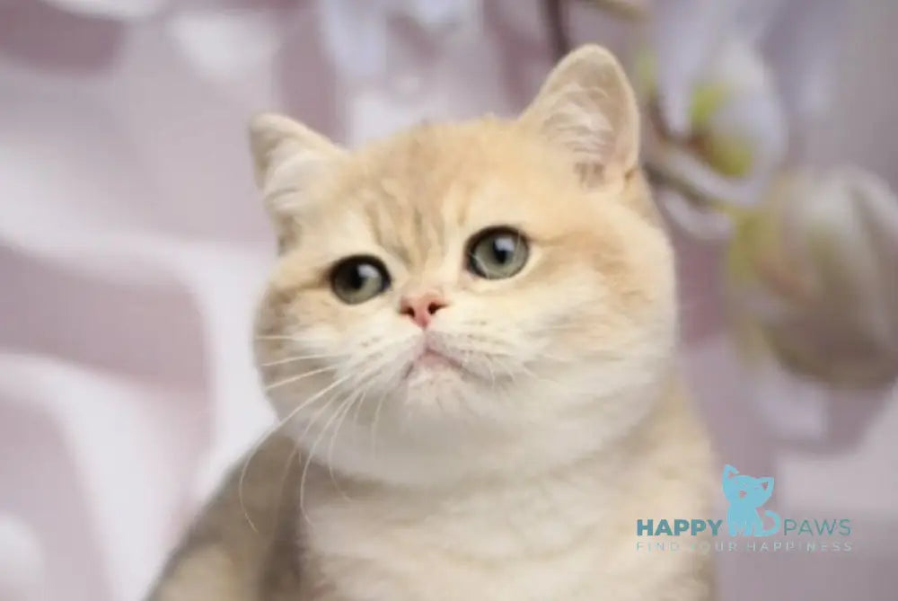 Richi British Shorthair male blue golden chinchilla live animals