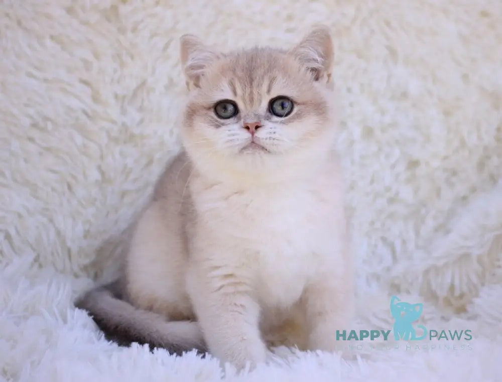 Richi British Shorthair male blue golden chinchilla live animals