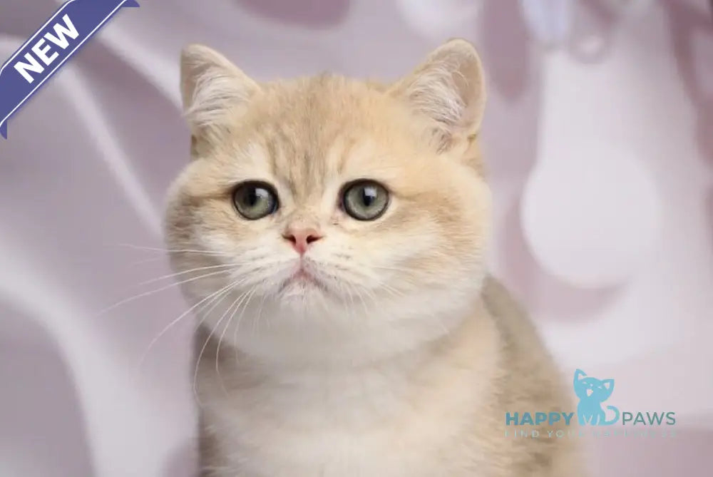 Richi British Shorthair male blue golden chinchilla live animals