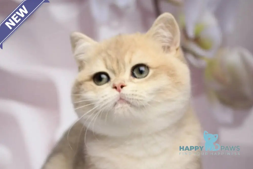 Richi British Shorthair male blue golden chinchilla live animals
