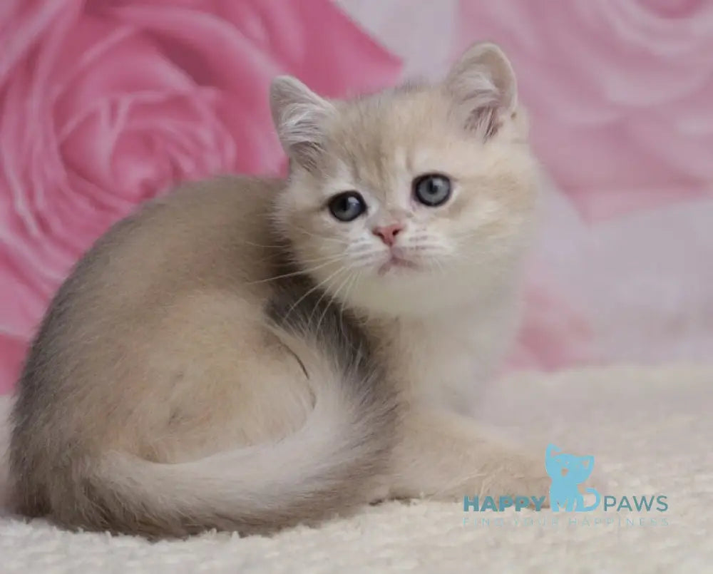 Richi British Shorthair male blue golden chinchilla live animals