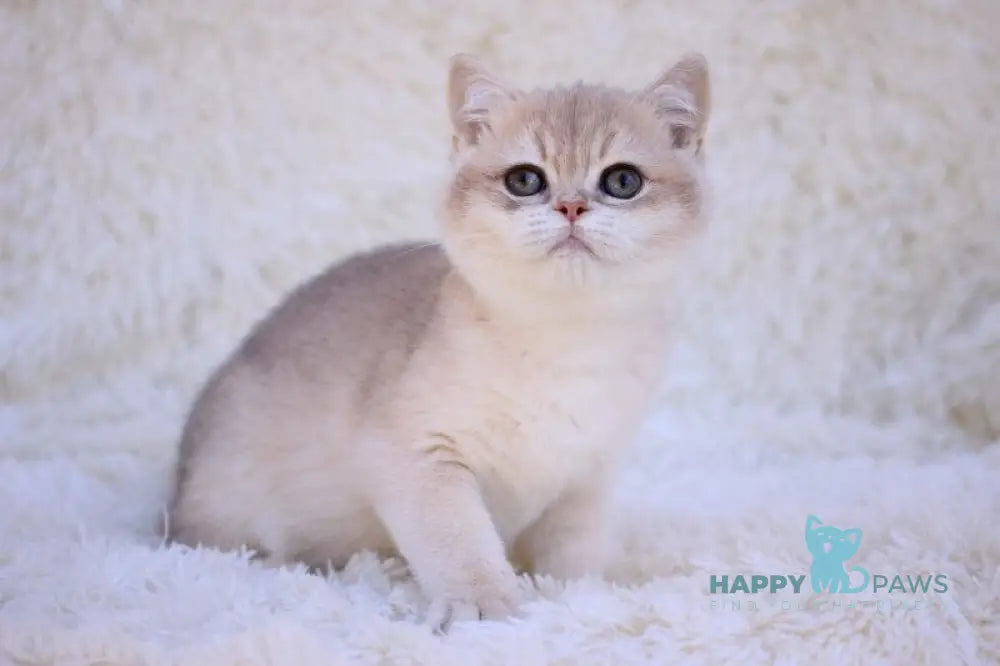 Richi British Shorthair male blue golden chinchilla live animals