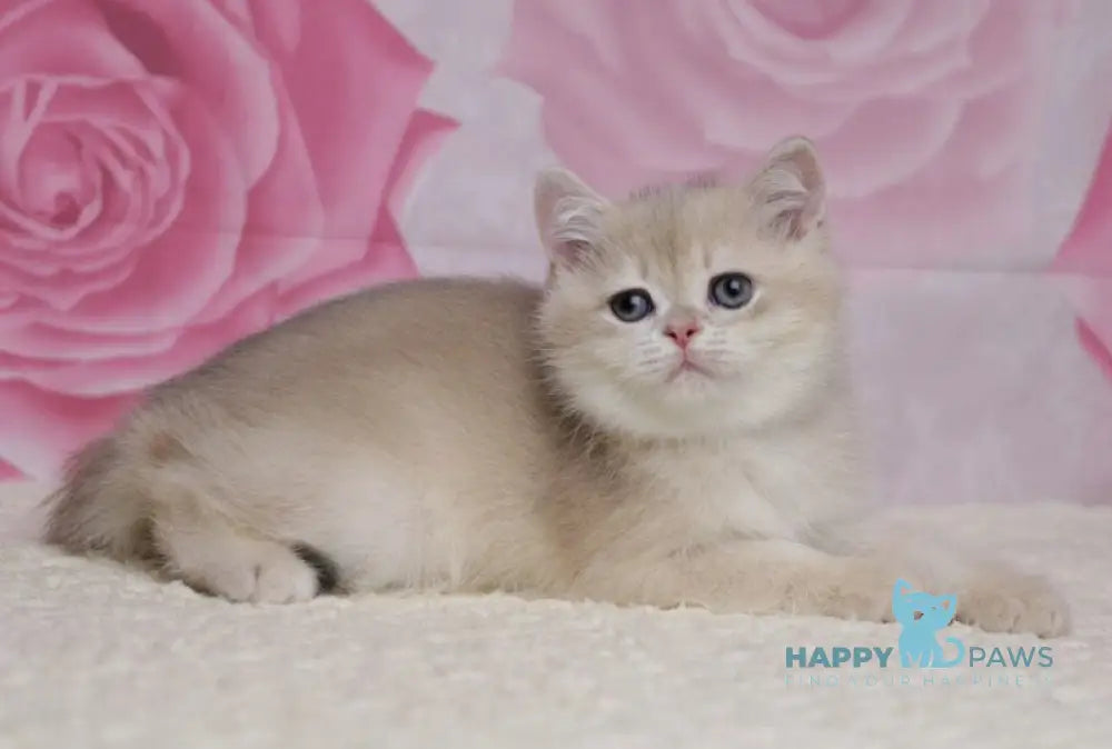 Richi British Shorthair male blue golden chinchilla live animals