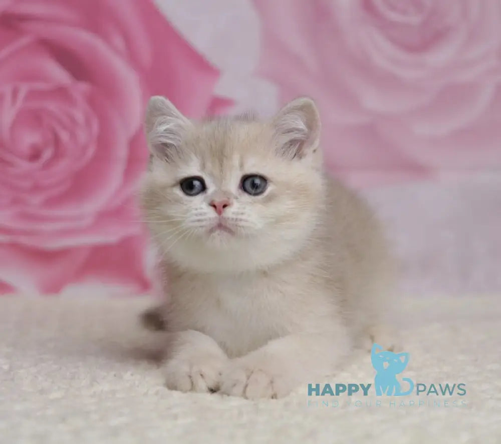 Richi British Shorthair male blue golden chinchilla live animals