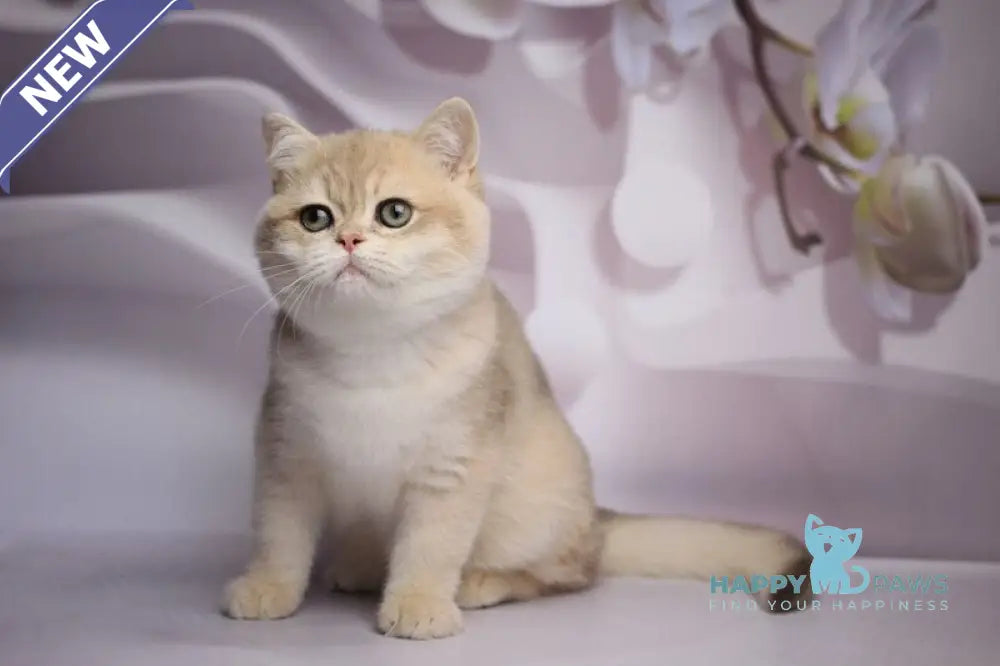 Richi British Shorthair male blue golden chinchilla live animals