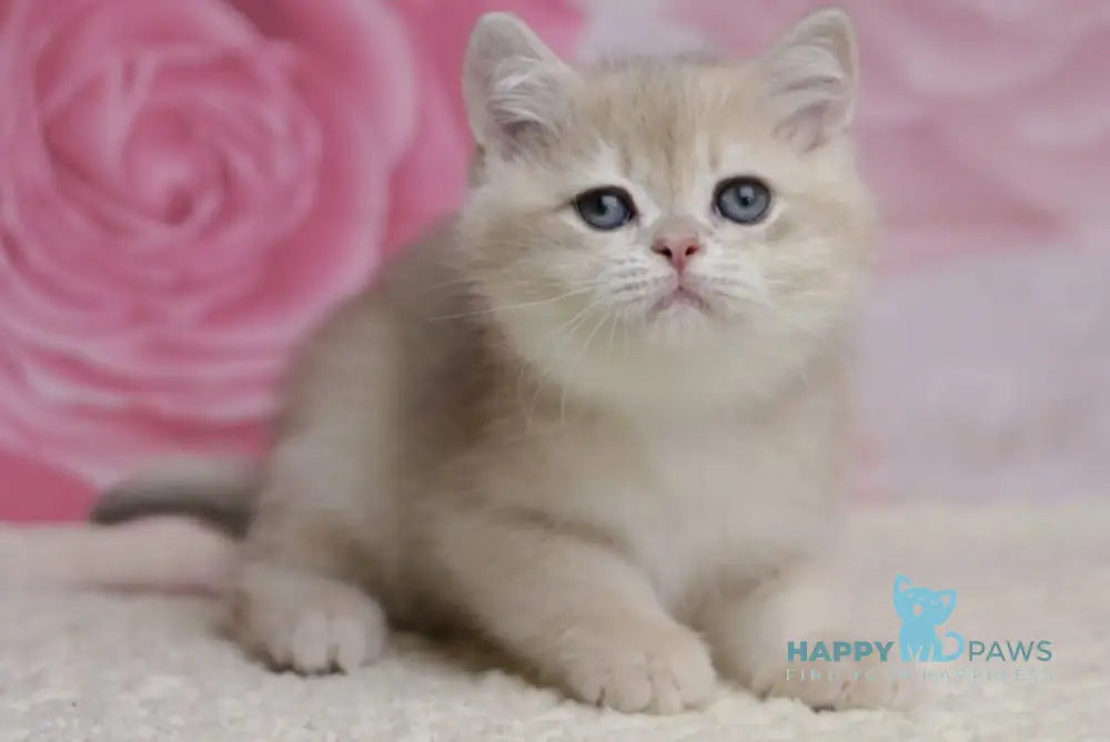 Richi British Shorthair male blue golden chinchilla live animals