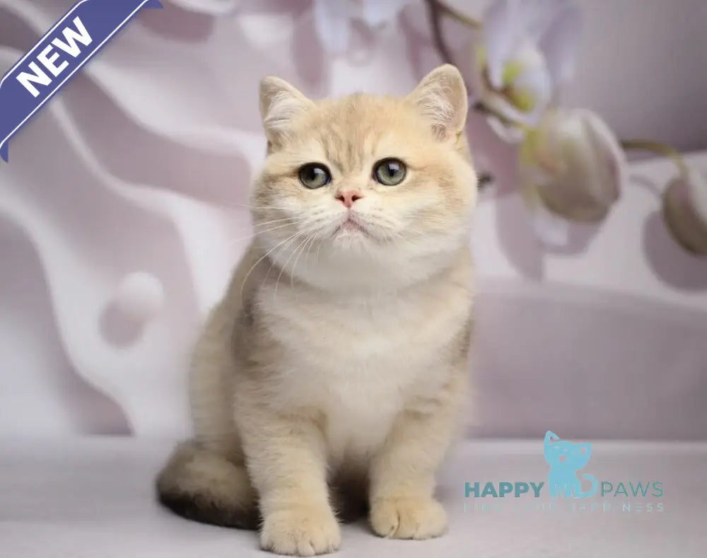 Richi British Shorthair male blue golden chinchilla live animals