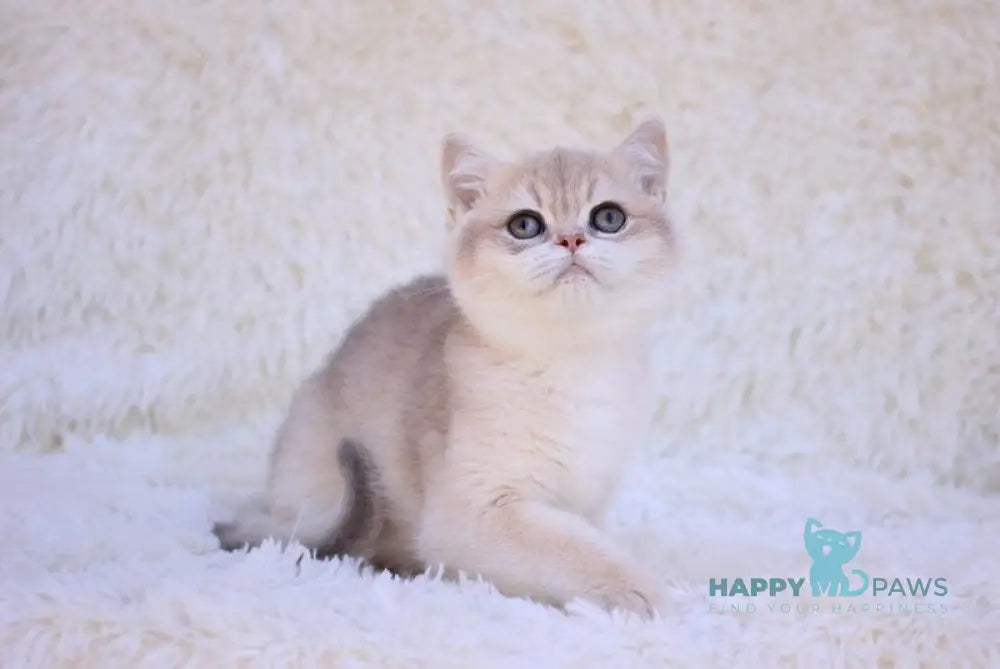 Richi British Shorthair male blue golden chinchilla live animals