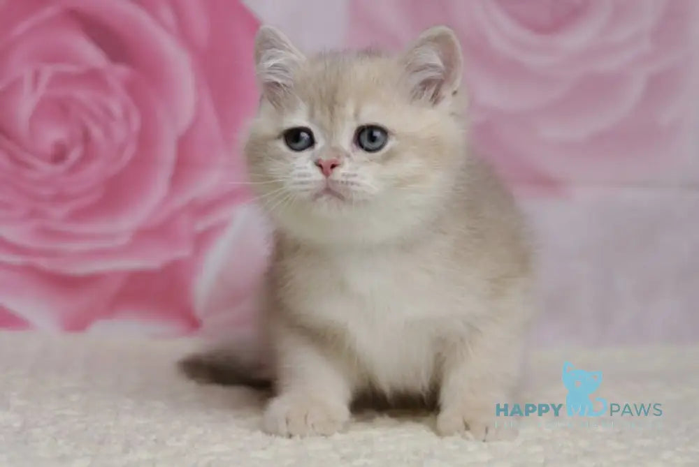 Richi British Shorthair male blue golden chinchilla live animals