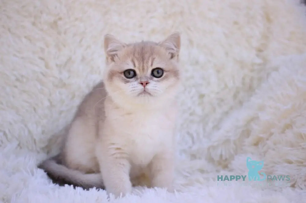 Richi British Shorthair male blue golden chinchilla live animals