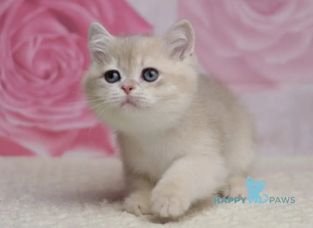 Richi British Shorthair male blue golden chinchilla live animals