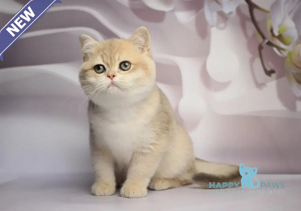 Richi British Shorthair male blue golden chinchilla live animals