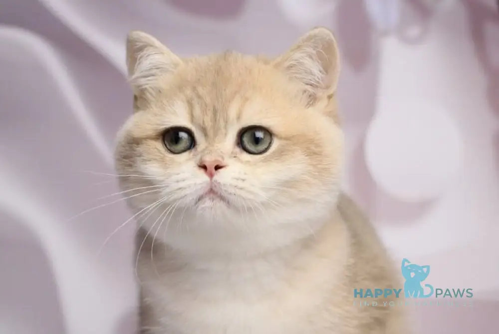Richi British Shorthair male blue golden chinchilla live animals