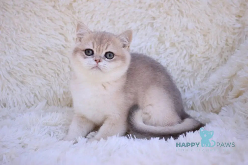 Richi British Shorthair male blue golden chinchilla live animals