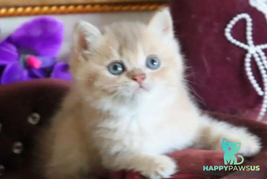Richie British Shorthair female lilac golden shaded - live animals
