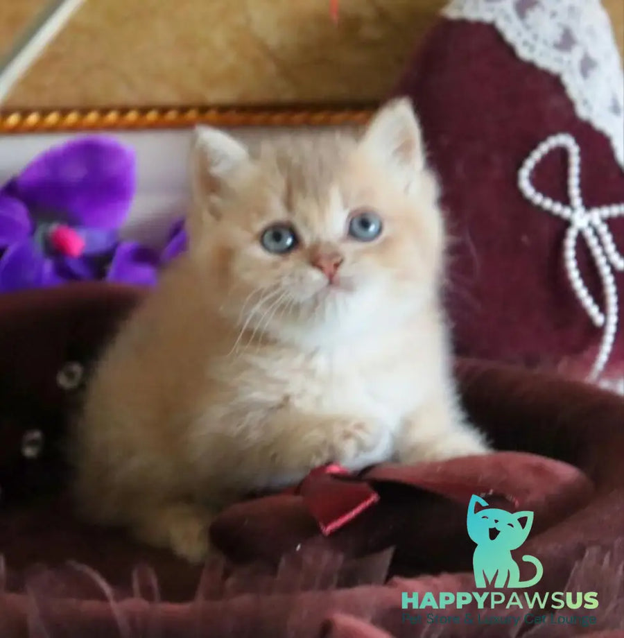 Richie British Shorthair female lilac golden shaded - live animals