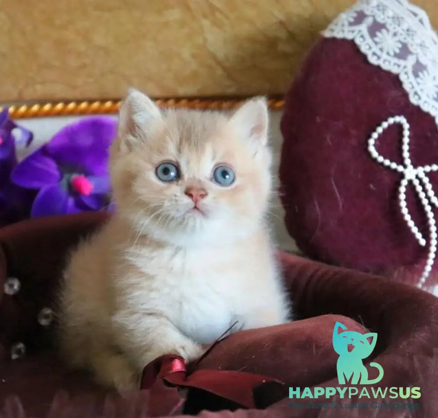 Richie British Shorthair female lilac golden shaded - live animals
