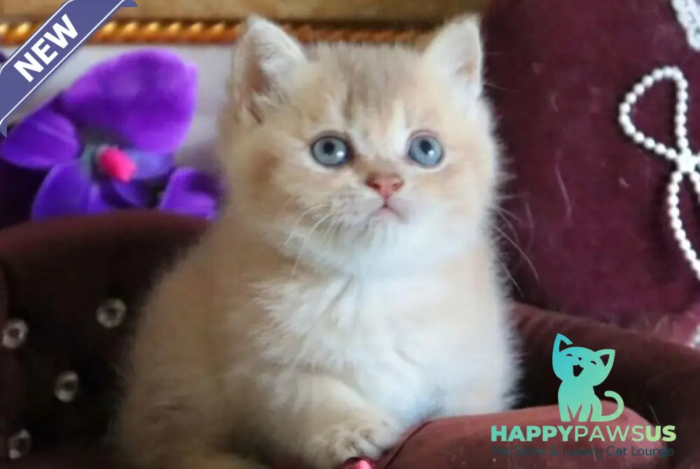 Richie British Shorthair female lilac golden shaded - live animals