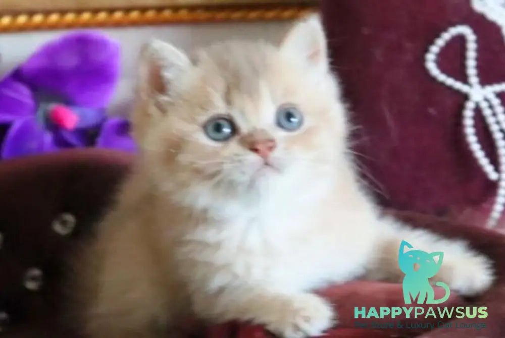 Richie British Shorthair female lilac golden shaded - live animals