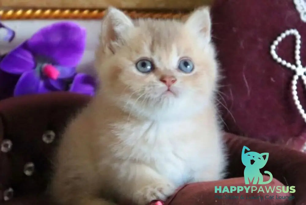 Richie British Shorthair female lilac golden shaded - live animals