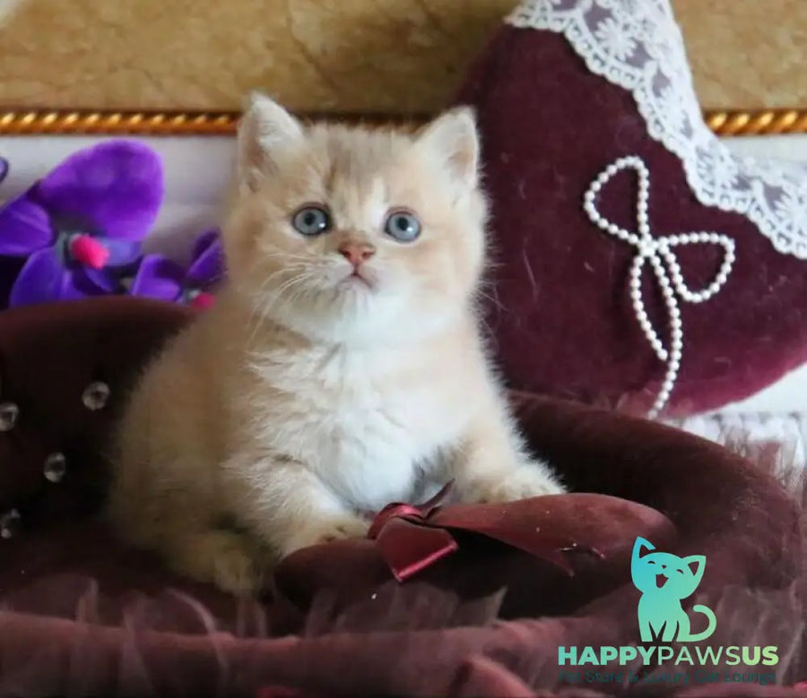 Richie British Shorthair female lilac golden shaded - live animals