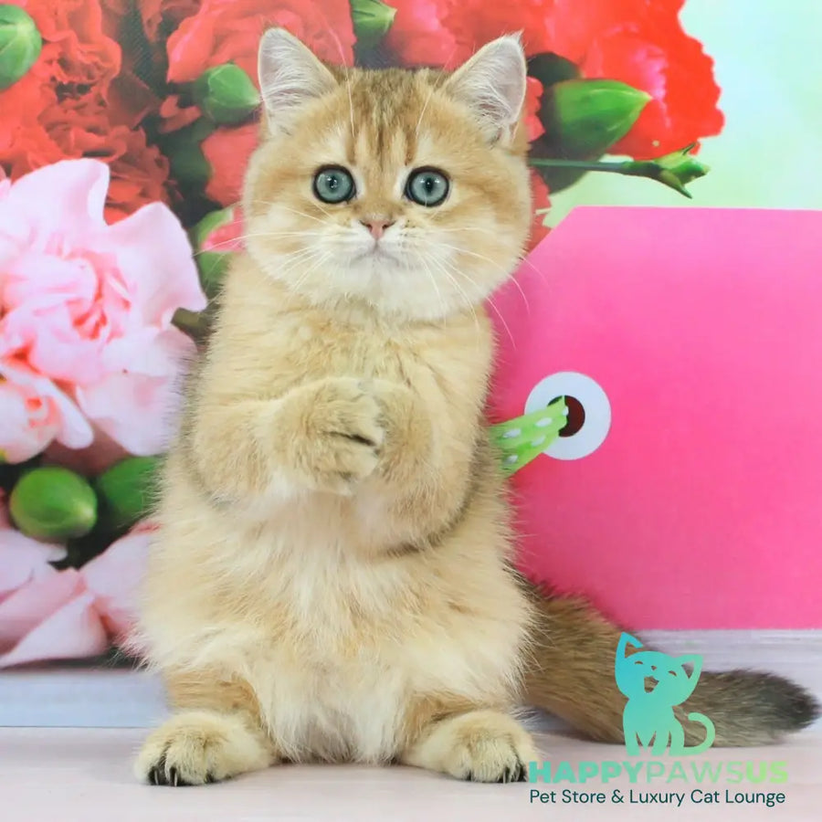 Richie British Shorthair male black golden shaded - live animals