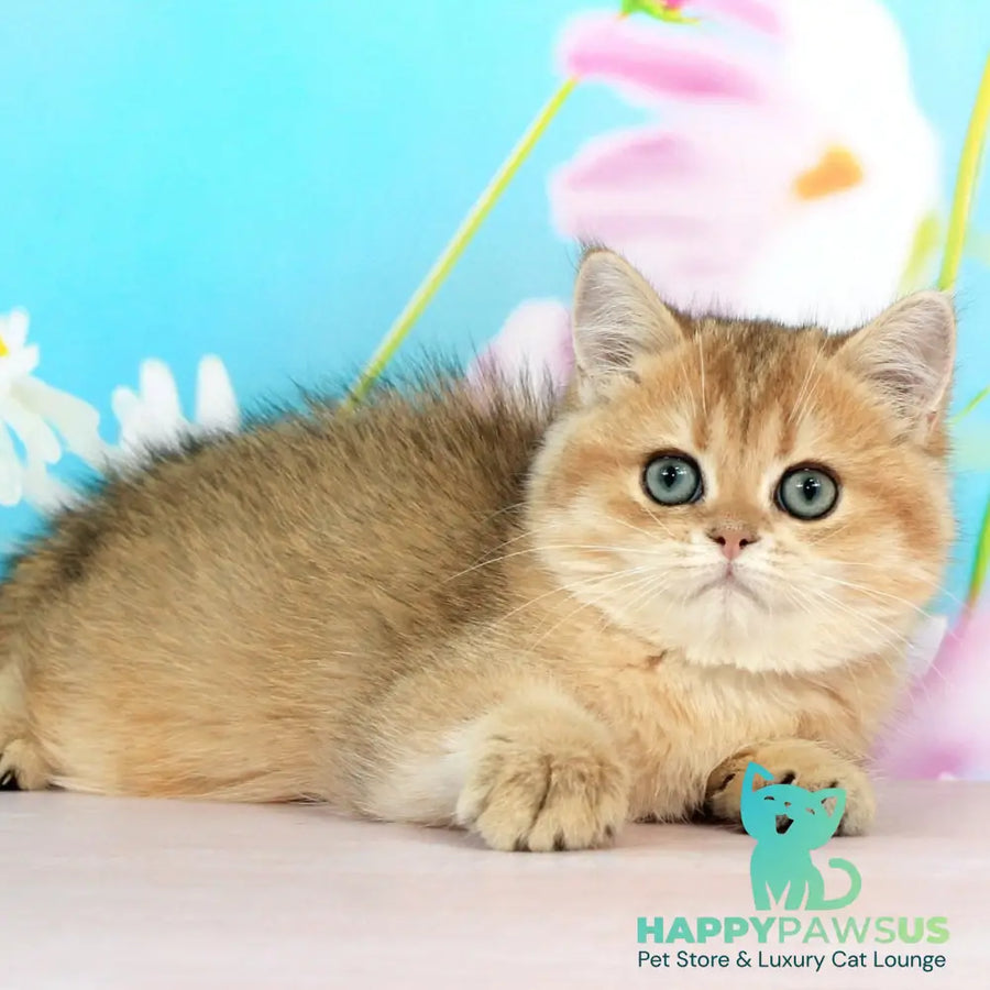 Richie British Shorthair male black golden shaded - live animals