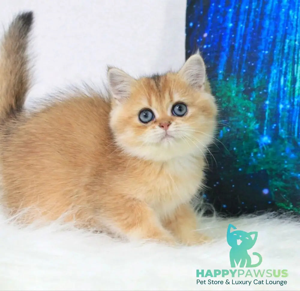 Richie British Shorthair male black golden shaded - live animals