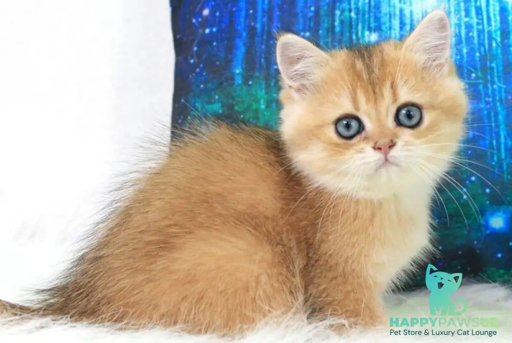 Richie British Shorthair male black golden shaded - live animals