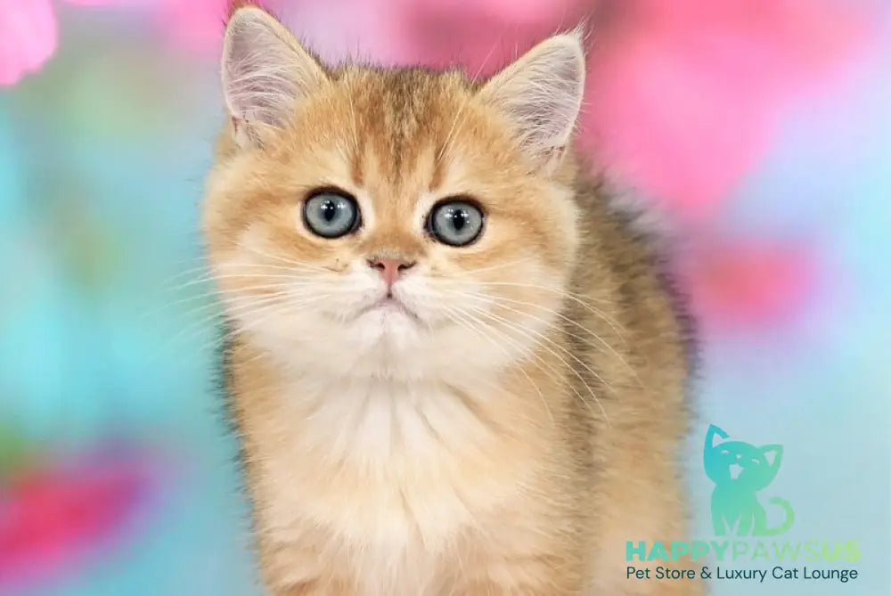 Richie British Shorthair male black golden shaded - live animals