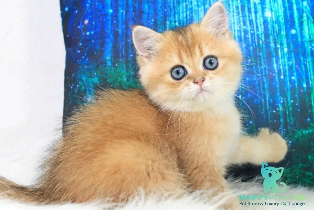 Richie British Shorthair male black golden shaded - live animals