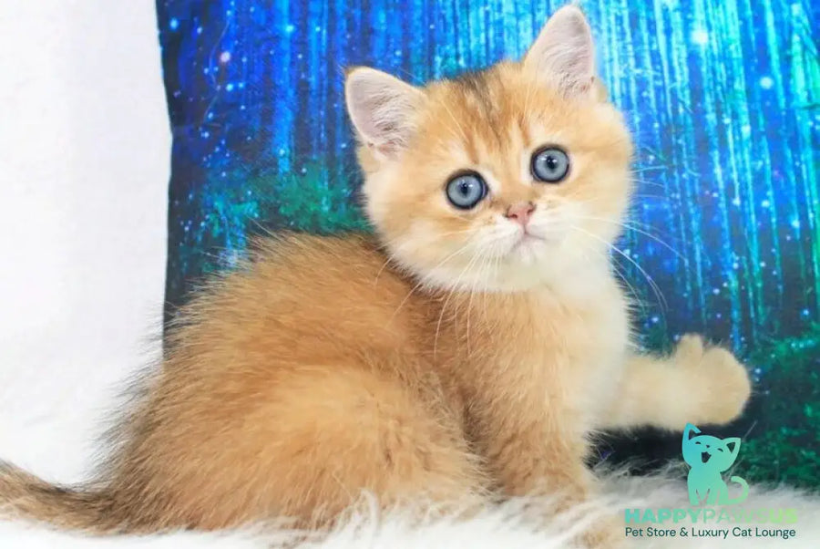 Richie British Shorthair male black golden shaded - live animals