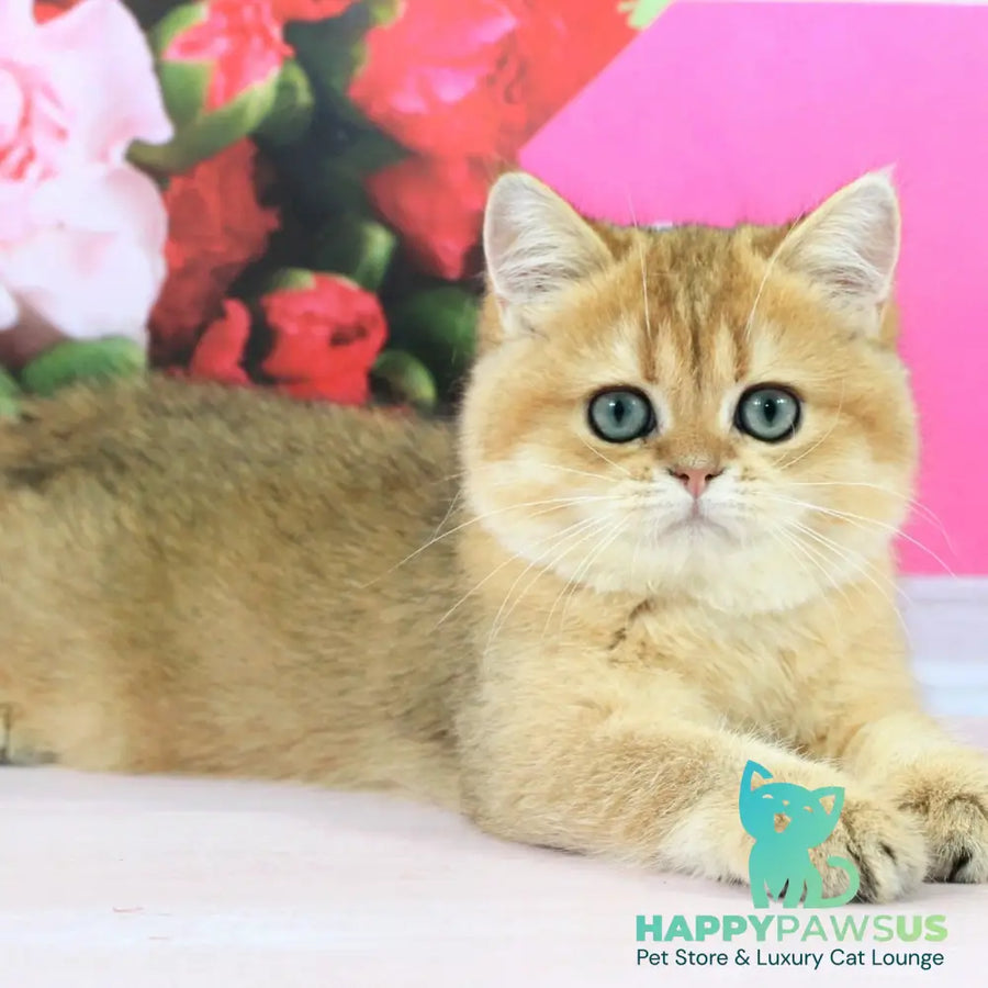 Richie British Shorthair male black golden shaded - live animals