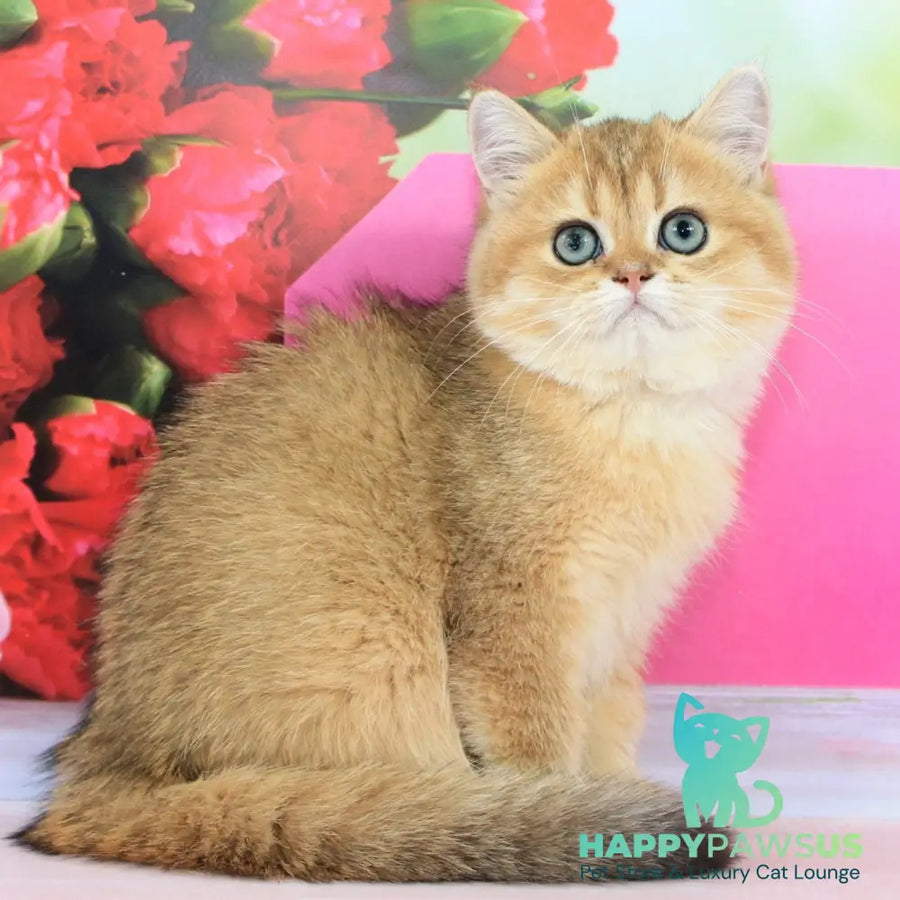 Richie British Shorthair male black golden shaded - live animals