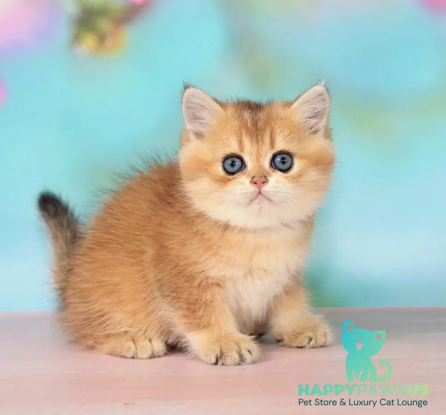 Richie British Longhair male black golden shaded - live animals