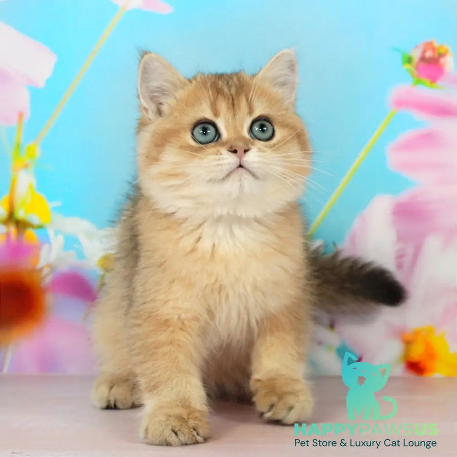 Richie British Shorthair male black golden shaded - live animals