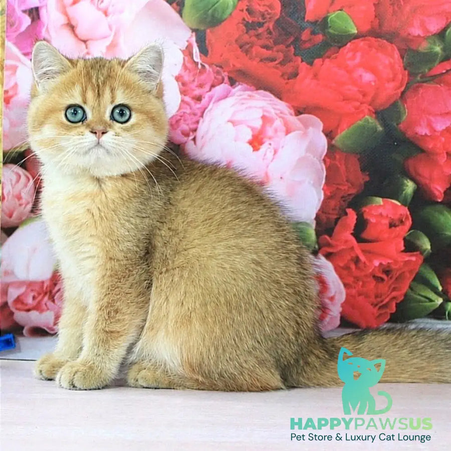 Richie British Shorthair male black golden shaded - live animals
