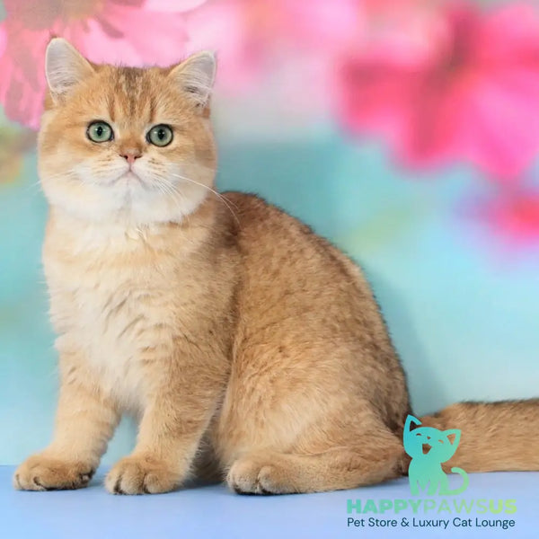 Richie British Shorthair male black golden shaded - live animals