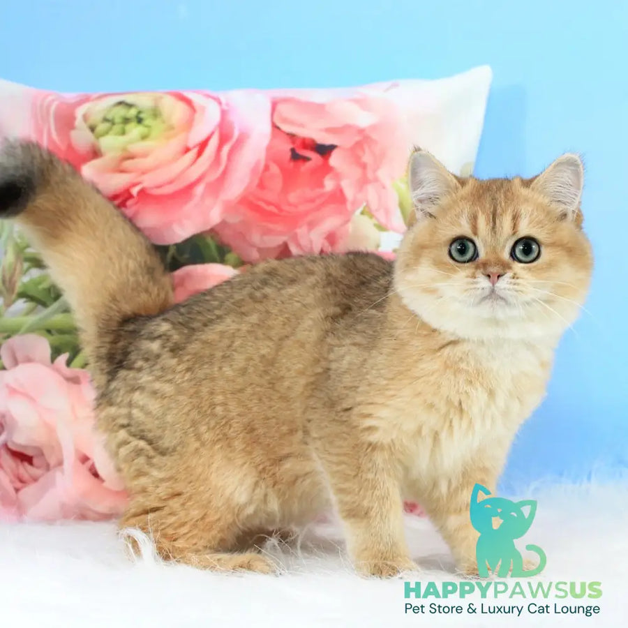 Richie British Shorthair male black golden shaded - live animals