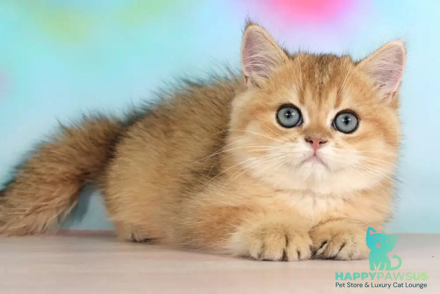 Richie British Shorthair male black golden shaded - live animals