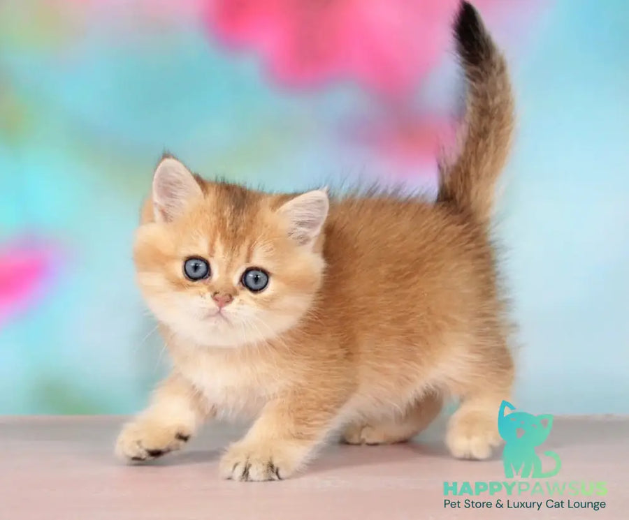 Richie British Longhair male black golden shaded - live animals
