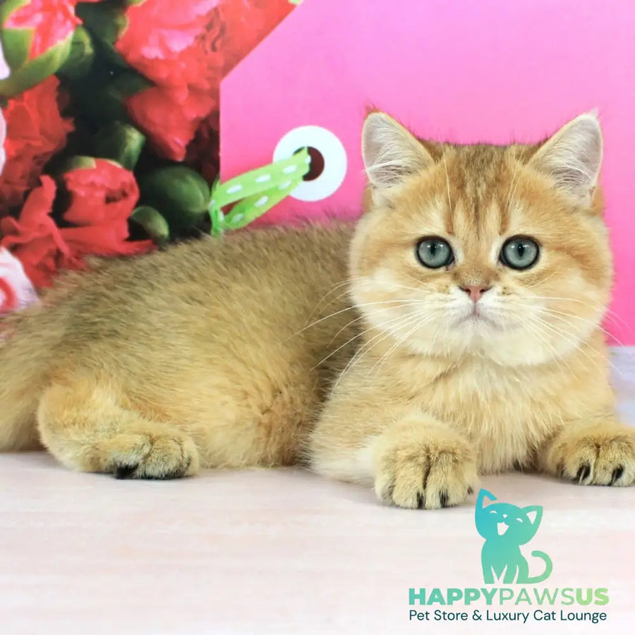 Richie British Shorthair male black golden shaded - live animals