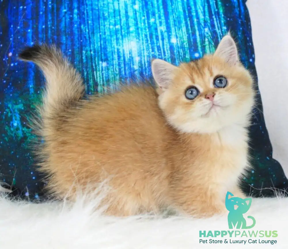 Richie British Shorthair male black golden shaded - live animals