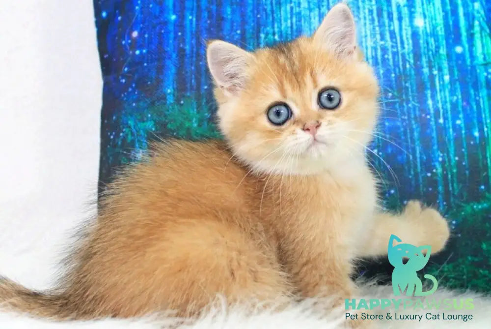 Richie British Shorthair male black golden shaded - live animals